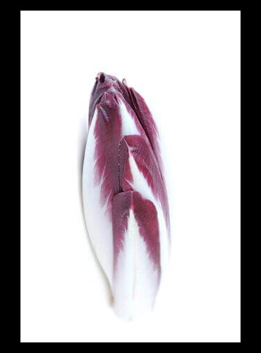 Foto: <a href="https://www.shutterstock.com/de/pic-167710124/stock-photo-red-endive-on-white-background.html" target="_blank" rel="noopener">sanddebeautheil / shutterstock.com</a> Roter Chicoree