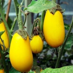 Foto: Ulrich Lange, Bochum, Germany - <span class="int-own-work" lang="de">Eigenes Werk</span>, <a title="Creative Commons Attribution 4.0" href="https://creativecommons.org/licenses/by/4.0" target="_blank" rel="nofollow noopener">CC-BY 4.0</a>, <a href="https://commons.wikimedia.org/w/index.php?curid=53483265" target="_blank" rel="nofollow noopener">Link</a> Aubergine